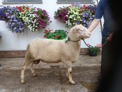 Ostfriesischer Milchschaf-Widder