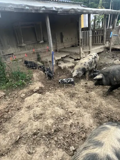 Ferkel zu verkaufen (Porc Noir und Turo Polje)