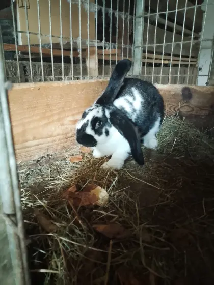 Hase