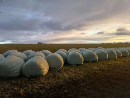Siloballen Kleegrassilage