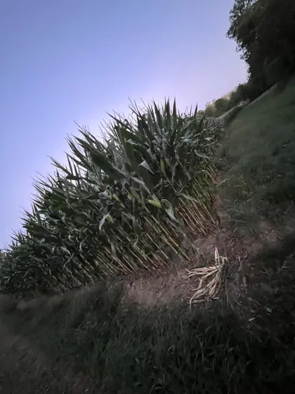 Maisballen, Maissilage, Silomais