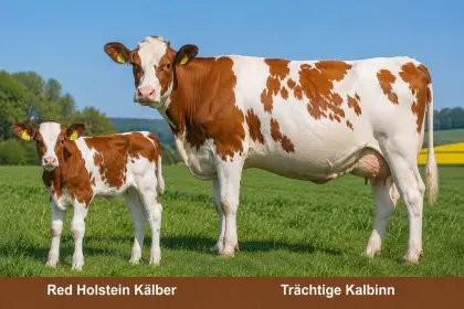 Suche Red Holstein Kälber oder trächtige Kalbinnen