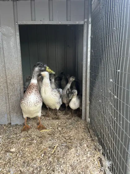 Enten zu vergeben