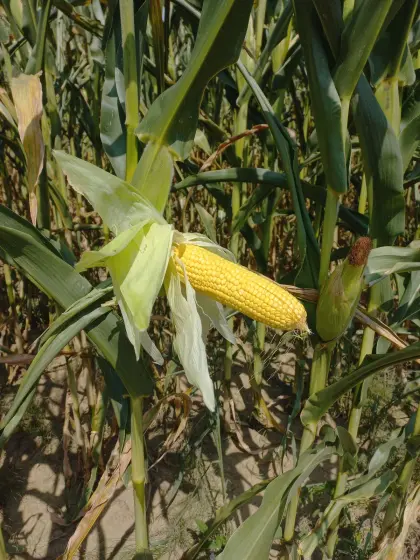 Silomais ab Feld