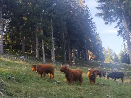 Hochlandrinder zu verkaufen