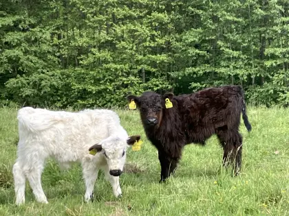 Bio-Galloway-Rinder