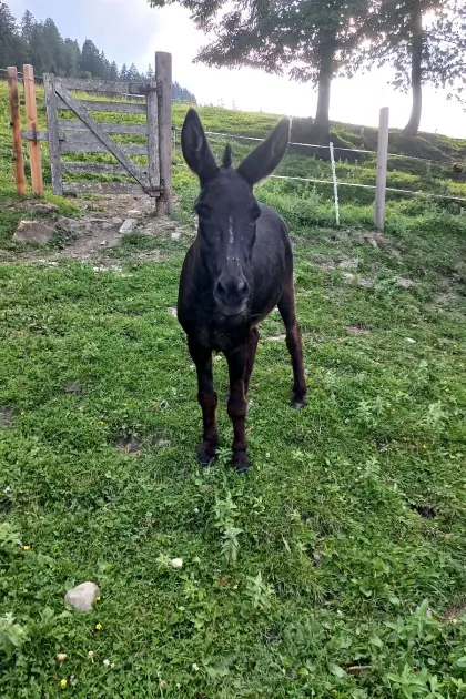 Eselstute