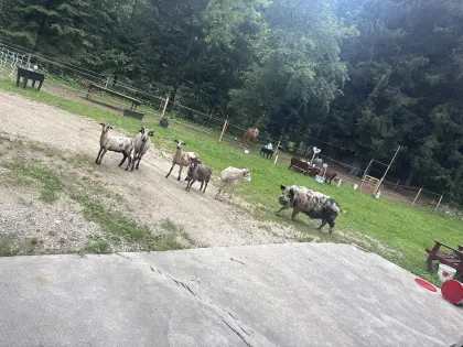 Quessant-Bock