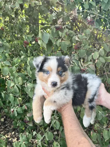 Australian Shepherd