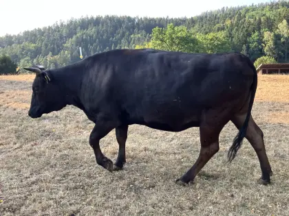 Wagyu-Kuh, Bio, trächtig