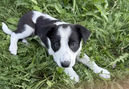 Border Collie Welpen