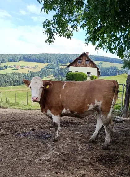 Trächtige Fleckvieh-Kalbin