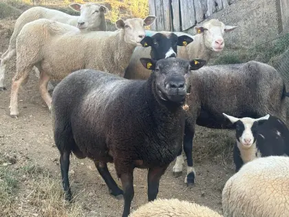 Verkaufe Bio Texel Widder