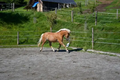 Haflinger Wallach