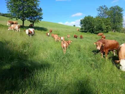 Limousin-Zuchtstier PP