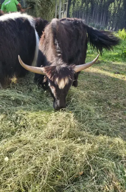 Yak-Stier, 2-jährig