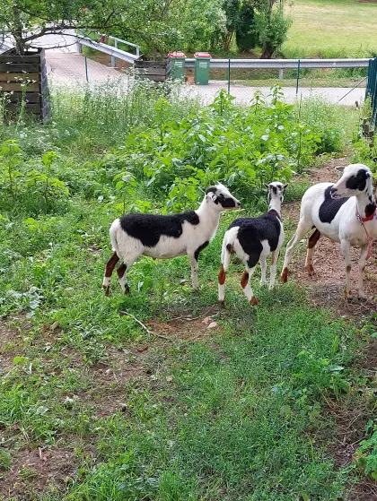 Kamerunschaf