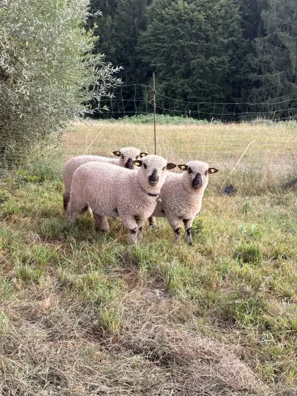 Shropshire Lämmer