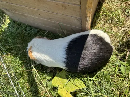 Verkaufe Meerschweinchen