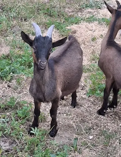 Ziegenbock