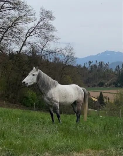 Reitpony