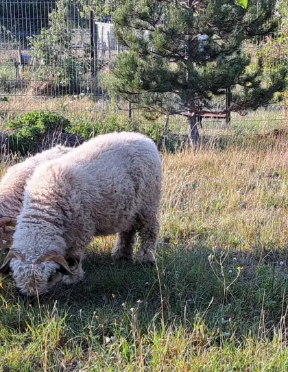 Waliser Schwarznasen-Schaf, weiblich, zu verkaufen