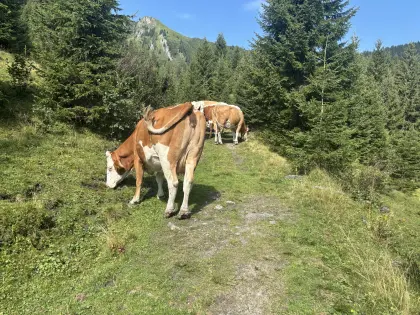 Bio Milchkühe, Mutterkühe