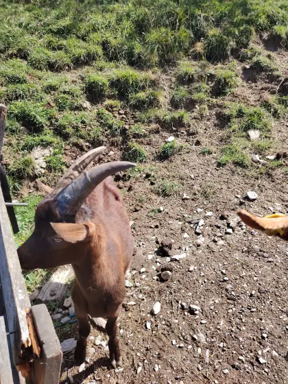 Aoster Bockkitz zu verkaufen