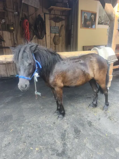 Ponystute