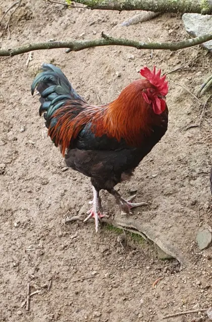 Junghahn