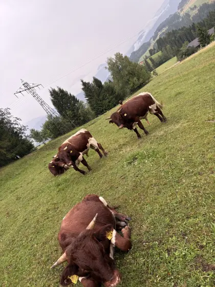 Bio Pinzgauer Stier