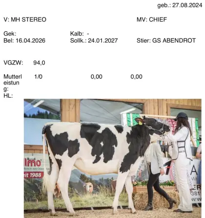 Holstein Kalbinnen zu verkaufen