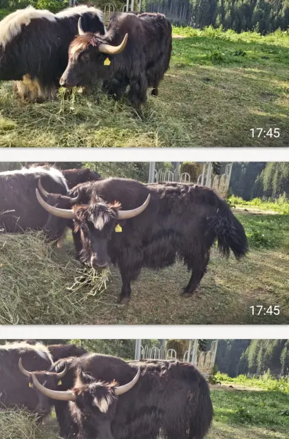 Yak-Stier