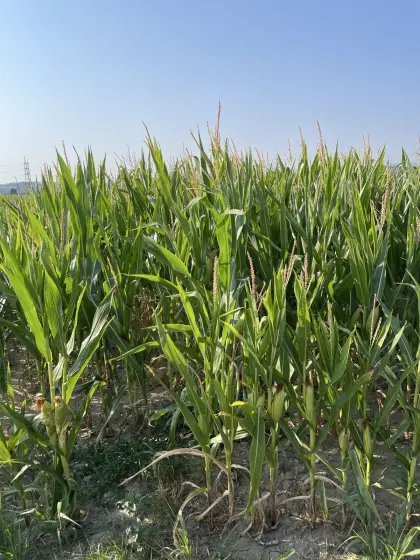 Silomais ab Feld