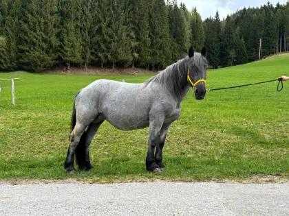 Noriker Mohrenkopfstute