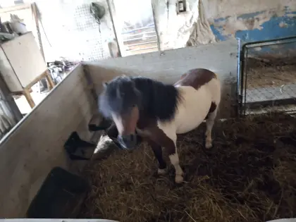 Pferd