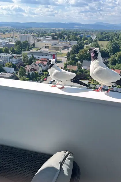 Tauben