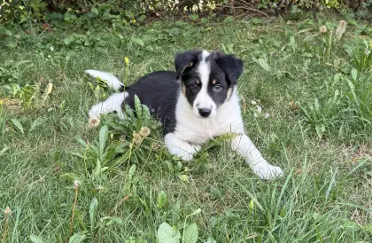 Border Collie Welpen