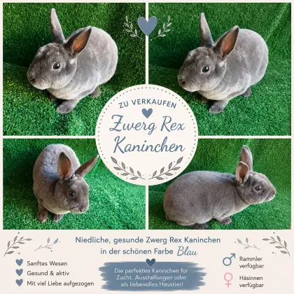 Zwerg-Rex-Kaninchen blau, Zwergkaninchen Rex blau