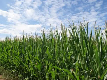 Silomais ab Feld