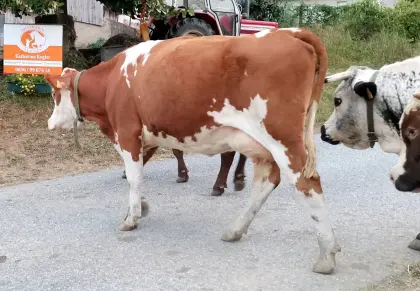 Brave, gutmütige Fleckviehjungkuh