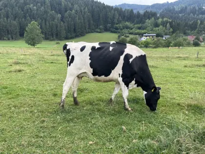 Bio-Kuh