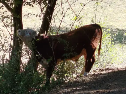 Hereford X Jungstier