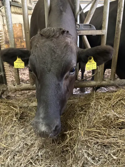 Wagyu-Ochse