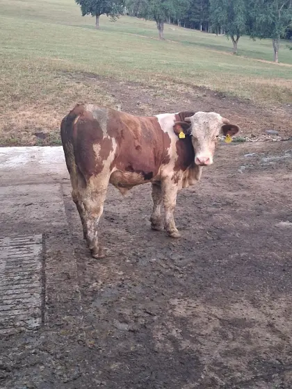 Bio Fleckvieh-Stier