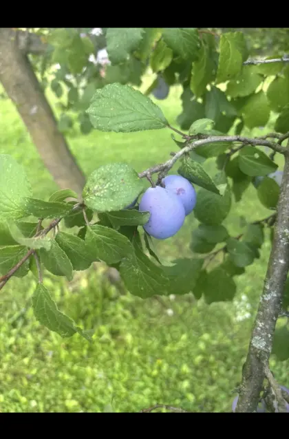 Bio-Zwetschken