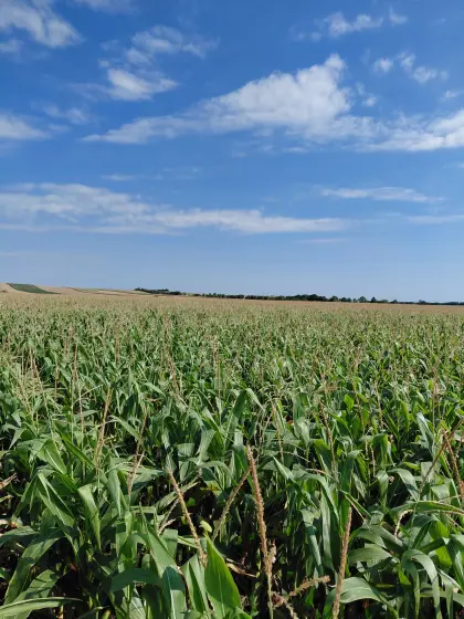 Bio-Maissilageballen