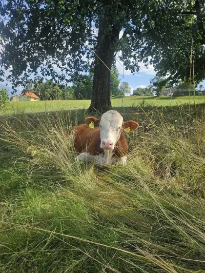 Fleckvieh-Fleischstier genetisch hornlos für Zucht
