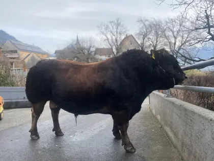 Aubrac-Zuchtstier zu verkaufen.