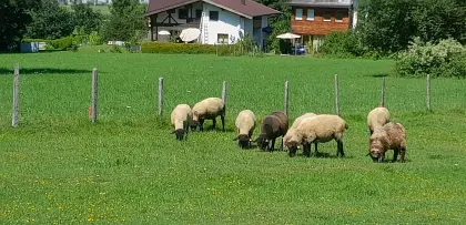 Suffolk-Schafe